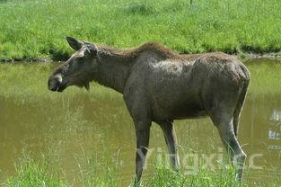 河田鸡和白斩鸡哪个好,河田鸡为什么贵