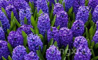 苋菜不适合什么人吃,苋菜有四种人不能吃