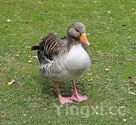 大黄鱼和黄花鱼哪个贵,黄花鱼与大黄鱼是一种鱼吗