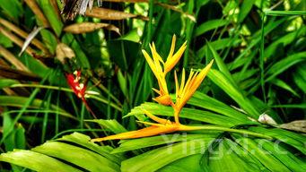 蒜蓉炒菜心学会后,炒出来的菜心嫩绿而不发黄