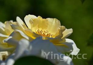 如何葡萄储存，葡萄怎么储存不易坏