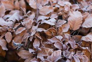 冷冻扇贝肉怎么处理干净，冰冻扇贝肉清洗视频教程