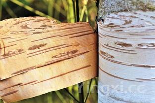 京玉酒为什么不值钱，京玉酒怎么样