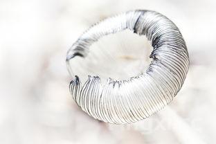 蘑菇种类大全,养殖蘑菇种类大全