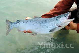 冬瓜怎么炒好吃又简单的做法，冬瓜的10种家常做法