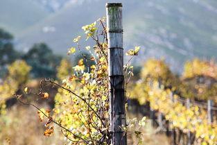 澳洲冬季葡萄产量如何，澳洲产区主要种植的葡萄品种