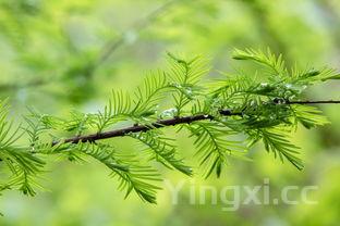 榆钱树图片，榆钱树图片吃法