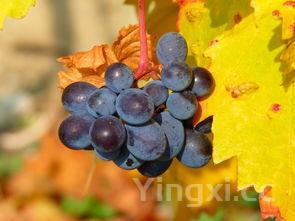 哪个酒酸，什么酒是酸的而且酒味不大