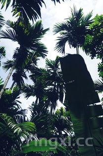 香椿苗图片，香椿苗的种植方法和时间