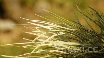 马齿苋对男性性功能作用，马齿苋治什么病最好