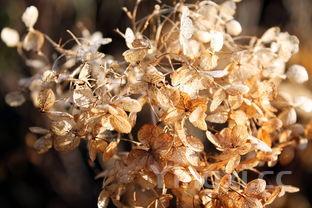 酿酒植物有哪些，酿酒的作物