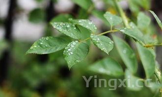 夏草价格，夏草百科