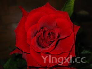 玫瑰酒多少钱，玫瑰酒价格及图片