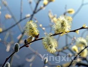 槐花怎么做好吃又简单窍门，槐花怎么做好吃