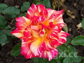 粮食酒的酒花怎么确定，花怎么粮酒