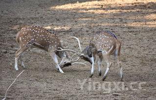 泡蛇酒要多久才放药材，泡蛇酒泡多久把蛇拿出来