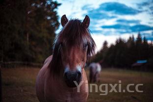 拉菲袋鼠的衣服怎么样，拉菲袋鼠的衣服怎么样知乎