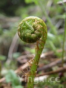 粽子叶是什么植物的叶子，粽子叶是什么植物的叶子类型