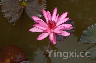 荷花的口感怎么样，荷花口感怎么样好抽吗