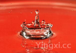 制酒的红曲哪里能买到，红酒曲去哪里买