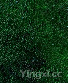 海藻龙须菜要用热水焯吗，海藻龙须菜