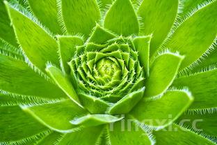 虾皮的最佳搭配与禁忌，虾皮和什么配最有营养