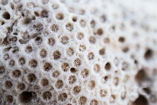 竹荪菌,竹荪菌要泡多久