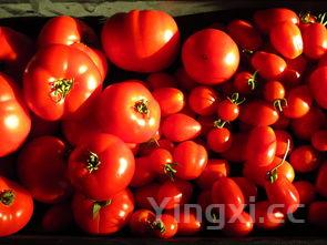 番茄炒蛋真实图片，番茄炒蛋真实