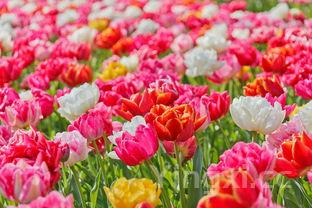 刺猬玫瑰这首歌啥意思，刺猬玫瑰(高干)