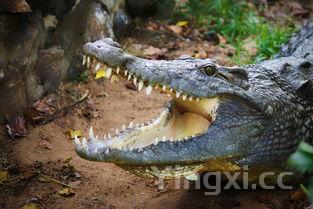 野生海参与养殖海参的五大区别，野生海参跟养殖海参区别