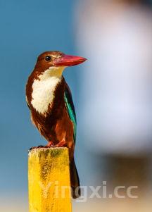 野生大黄鱼800万，野生大黄鱼1500斤