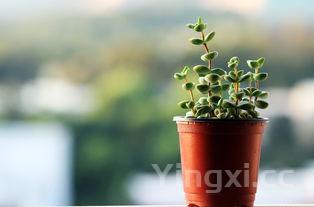 端午节的诗有哪几首，端午节最好的五首诗