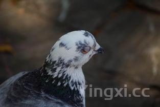 鸽子最佳搭配食物，鸽子搭配什么最营养