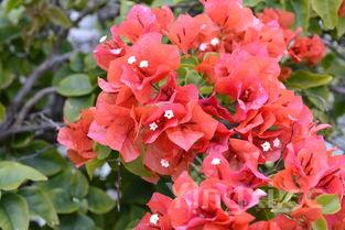 什么人不适合吃石斛，怎样吃石斛效果最佳