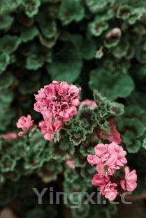 羽翼甘蓝怎么做好吃又简单，甘蓝怎么做好吃又简单