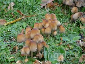 鸡腿菇大全大图，鸡腿菇吃法和做法大全集