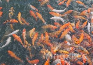 最干净的三种鱼，六种人不宜吃鲫鱼