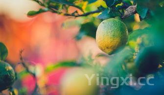 枇杷树图片，枇杷