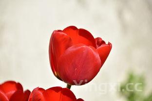 湿气最怕三种水果是哪三种，湿气最怕三种水果