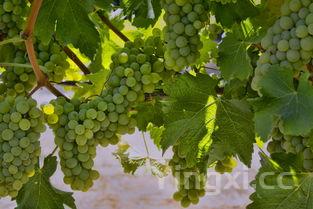 葡萄酒制作工艺流程图，葡萄酒制作