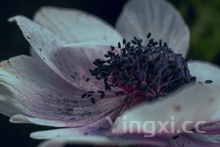 新鲜桂花怎么处理才能食用,需要特殊清洗或加工吗?，新鲜桂花怎么处理