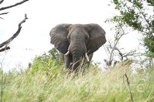 鲟鱼市场价多少钱一斤,鲟鱼的功效与作用