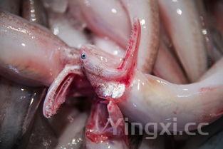 做鱼最简单方法，做鱼的方法教程