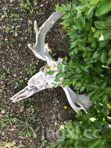 野生荠菜图，野生荠菜有几种