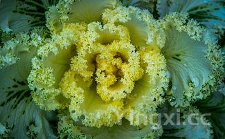 大白菜,大白菜是凉性还是热性