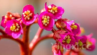 白酒加水浇啥花好看，探寻独特浇灌方式下的花卉别样美