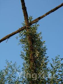 铁皮石斛的功效与作用，铁皮石斛的功效与作用高血压能吃吗
