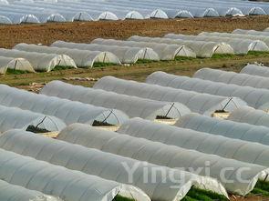 豆芽苗怎么种植方法，豆芽的种植方法