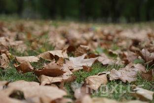 中药荷叶的功效与作用，荷叶的功效与作用