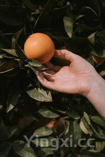 泡酒最好的8大水果，十大不宜泡酒的水果